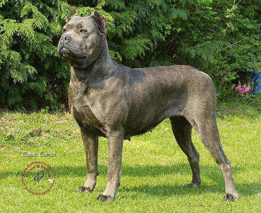 Cane Corso 8R056D-05.JPG